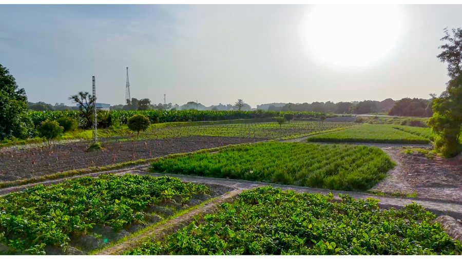 Kohenoor R&D seed trial fields — variety testing