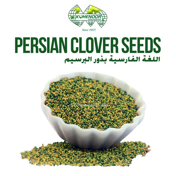 Persian Clover — Primo