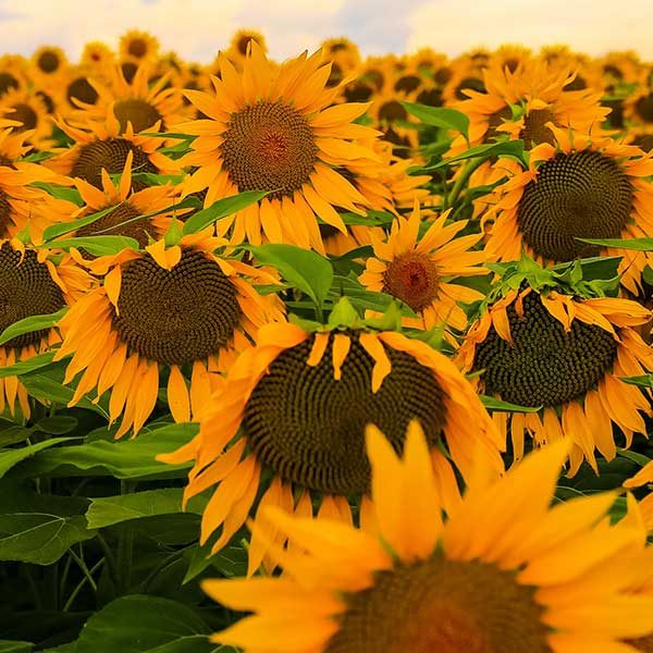 Sunflower Seeds